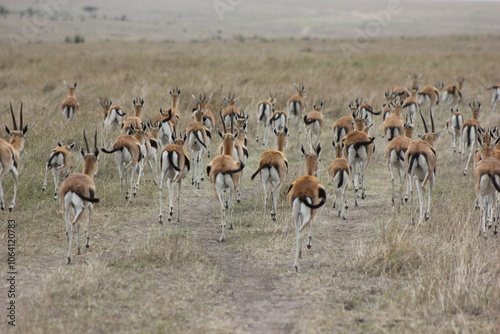 springbok antelopes desert country