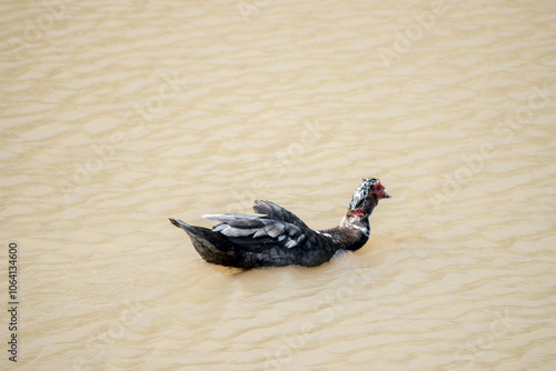 Creole duck or Cairina moschata in the Parana River