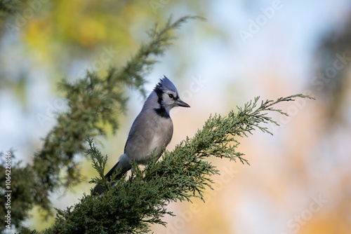 Blue Jay