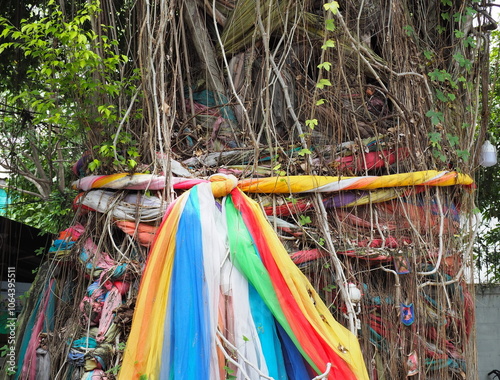 Tie seven-colored cloth to a large Bodhi tree. Beliefs in Thailand believe that large trees live by gods. Therefore they brought colorful thin cloths to worship and ask for blessings or protect tree 