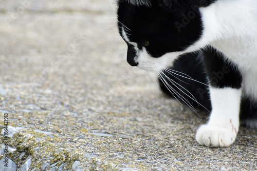 地面を見つめる野良猫