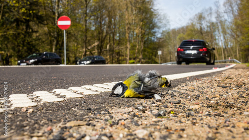 birds killed by a passing car, road traffic victims, dead birds on the roadside, tit, parus major, threats, pair of birds, nesting, breeding, season