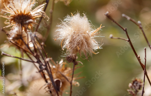 A bunch of dried up flowers with brown stems