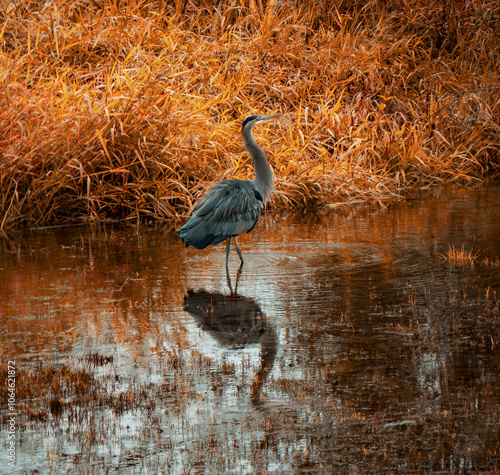 great heron in the marsh