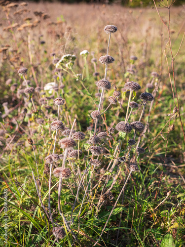 Sapa tuberous is a taller, perennial, wild plant of drier, sunny places, blooming in early summer with purple-pink flowers arranged in dense whorls.