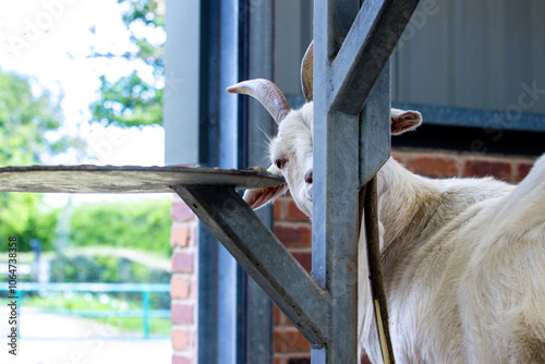 Goats Are Often Seen As Funny But Also A Greedy Animal Eating Anything