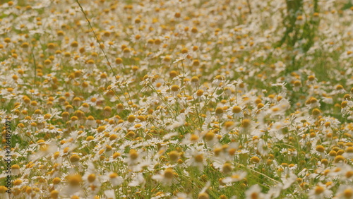 Europe Nature And Biology In Summer Evening. Environmental Conservation. Beautiful Summer Day Over Field. Beautiful Natural Landscape. Gimbal shot.