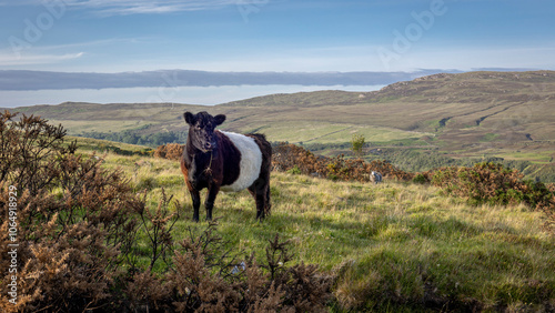 Black and white cow in the rugged hilly landscape of the Scottish Highlands in the far north of Scotland