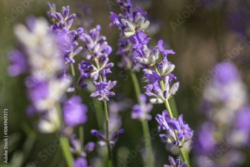 Lavender flowers blooming in a field showing their purple petals and green stems