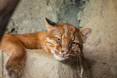 the head of Asian golden cat closeup image. Asian golden cat is a medium-sized wild cat native to the northeastern Indian subcontinent and Southeast Asia.