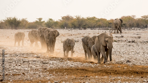 Namibia, Kunene Region, Etosha National Park, African Elephant (Loxodonta africana) Elephants moving towards a water hole at sunset