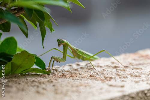 門壁の上まで登り着いたカマキリ