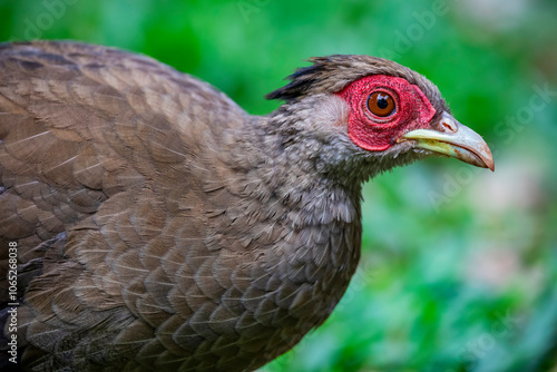 the closeup image of female silver pheasant (Lophura nycthemera), a species of pheasant found in forests, mainly in mountains, of mainland Southeast Asia, and eastern and southern China,