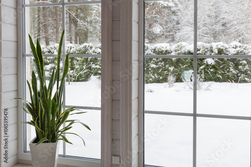 Large tropical indoor plant sansevieria by a large panoramic window in a wooden house overlooking a winter garden. Snowy weather outside the window