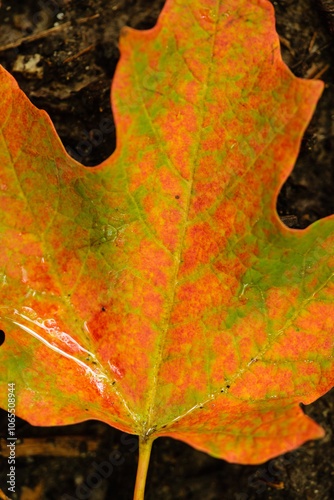 Maple leaf in fall, damp from recent rain, providing a interesting green, orange and red coloration within Pike Lake Unit, Kettle Moraine State Forest, Hartford, Wisconsin