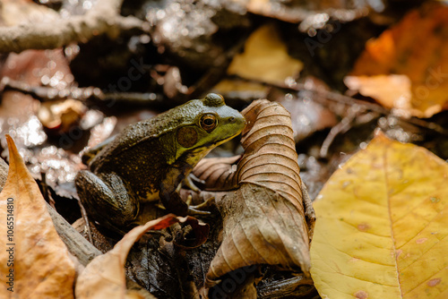 An almost hidden Green frog in the forest pond within the Pike Lake Unit, Kettle Moraine State Forest, Hartford, Wisconsin