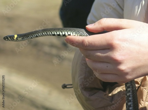 verdigris (Natrix Natrix) in the hands of a man