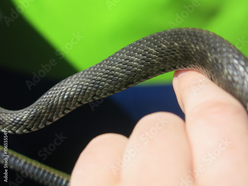 verdigris (Natrix Natrix) in the hands of a man