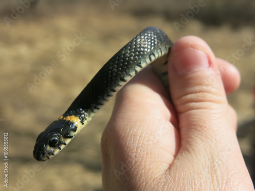 verdigris (Natrix Natrix) in the hands of a man