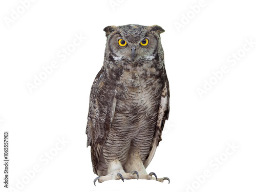  owl bubo virginianus isolated on white background