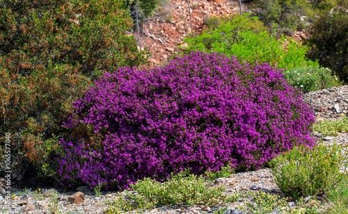 A clump of Purple carpet, also known as Perstapyt (Drosanthemum floribundum), which flowers profusely in spring.