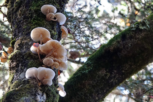 Randonnée automnale dans le Vercors. cette année (2024), les champignons sont nombreux !