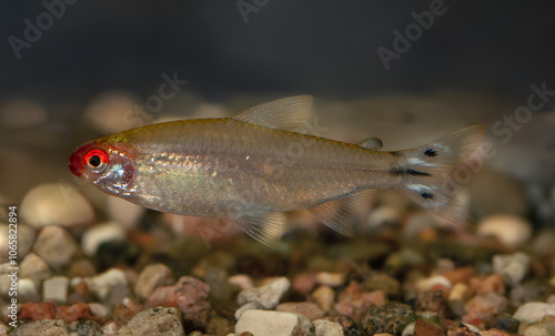 Female of Rummy-nose tetra (Hemigrammus rhodostomus) in an aquarium