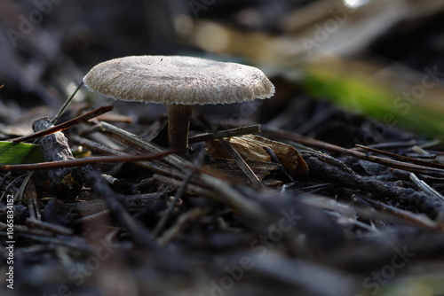 Pequeña seta en la sombra del bosque durante el otoño, Alcoy, España