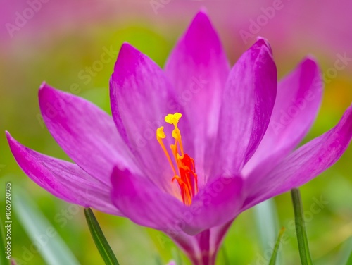 Beautiful saffron flower. Crocus sativus, commonly known as saffron crocus or autumn crocus, is a species of flowering plant in the iris family Iridaceae. Template, wallpaper, banner, web background. 