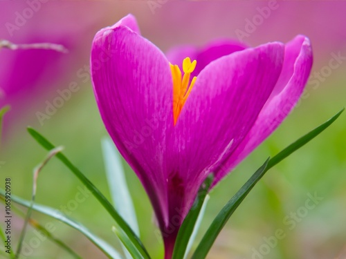 Beautiful saffron flower. Crocus sativus, commonly known as saffron crocus or autumn crocus, is a species of flowering plant in the iris family Iridaceae. Template, wallpaper, banner, web background. 