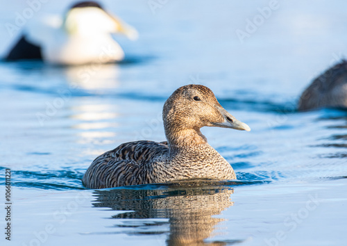 Common eider duck in the nature of Iceland