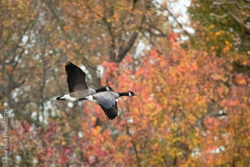 Two Canada Geese fly past warm colored fall foliage during autumn.