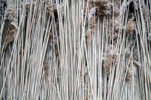 The texture or background of dry reeds in a natural environment, creating an organic background with a calm, rustic atmosphere, with details of each stem and a sense of natural, unspoiled nature