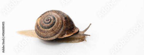 Caracol terrestre visto de diferentes formas, aislado en blanco