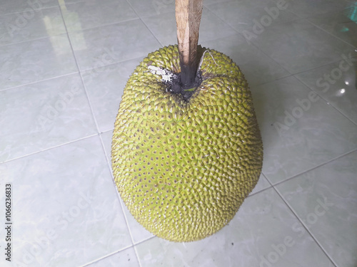 Jackfruit is artificially ripened by piercing it with wood. The end of the wood that is stuck in the jackfruit is burned and turned into charcoal.