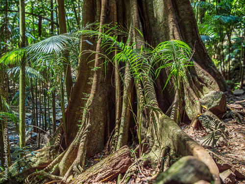 Massive Buttressed Tree With Bright Ferns