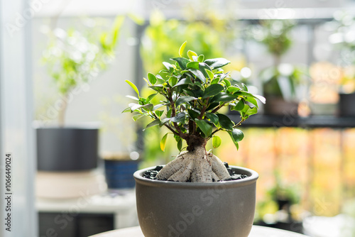 夏の観葉植物 ガジュマル