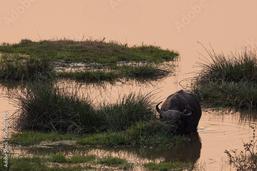 Poolside dinner - Cape Buffalo - Zimbabwe