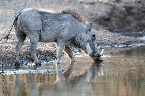 Warthog at the waterhole, Botswana