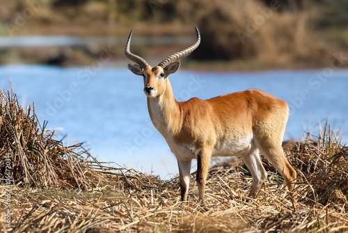 Letchwe near Third Bridge Botswana