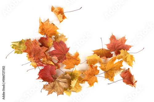 Autumn leaves background with copy space. Colorful leaves on ground with empty place isolated on white background, autumn concept.