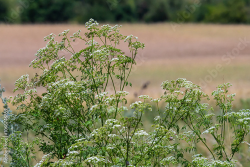 Selective focus of white flowers Cow Parsley in spring, Anthriscus sylvestris, Wild chervil or keck is a herbaceous biennial or short-lived perennial plant in the family Apiaceae, Natural background