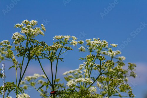 Selective focus of white flowers Cow Parsley in spring, Anthriscus sylvestris, Wild chervil or keck is a herbaceous biennial or short-lived perennial plant in the family Apiaceae, Natural background