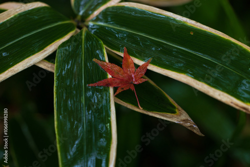 雨に濡れて光る笹の葉の上に落ちた赤色に紅葉したもみじの葉