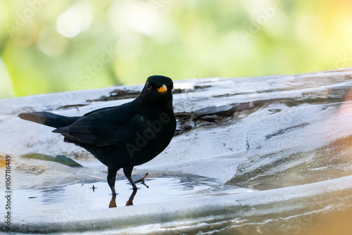 Un merlo maschio (Turdus merula) salta in una pozza d'acqua alla ricerca delle olive che cadono dall'albero soprastante.