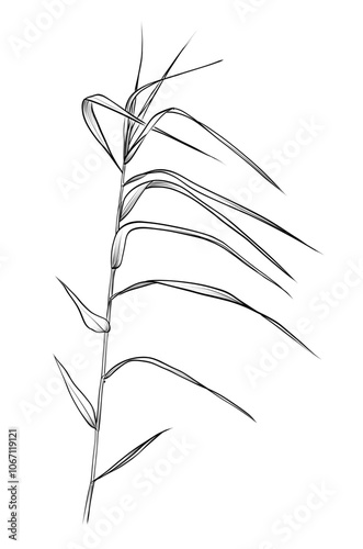 hand drawing of a scirpus plant vector