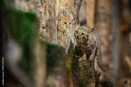 Ceylon cat bred in captivity. 