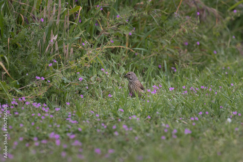 Carduelis cannabina - Eurasian Linnet - Linotte mélodieuse