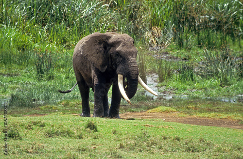 Eléphant d'Afrique, male, gros porteur, Loxodonta africana, Parc national du N.Gorongoro crater, Tanzanie