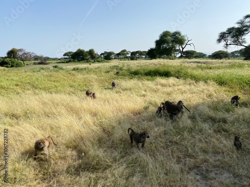 Tarangire Nationalpark, Tansania, Afrika